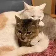 ちょこりんの画像