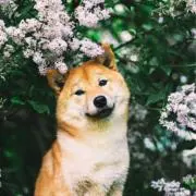 赤ちゃん