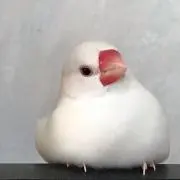 あちちとんちんかんの画像
