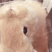 るりはんの画像