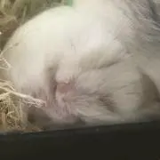 まひの画像