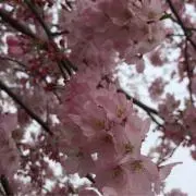 いっちゃんの画像