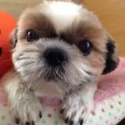 noni.の画像