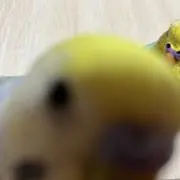 みーの画像