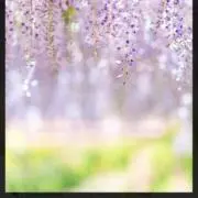 ゆうの画像