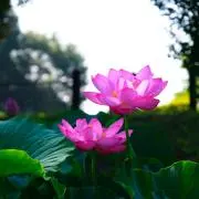 蓮（値引交渉不可・プロフ読んでください）の画像