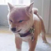 中島弘貴