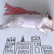ホーリー