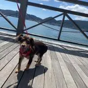 ベポの画像