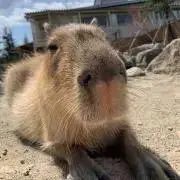 AKIMの画像