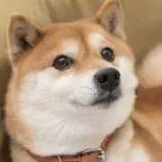 コッコルピアの画像
