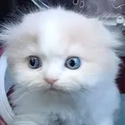 諒の画像