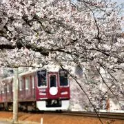だーいなの画像