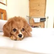 けいたん