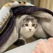 ロコ