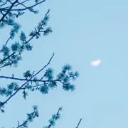 romの画像