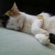 Tamanyan