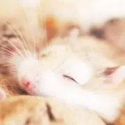 popo プロフ必読お願いしますの画像