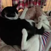 めめ