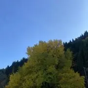 KIRINJIの画像