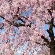 ももの画像