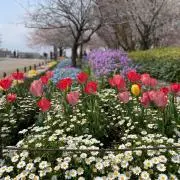 Mikotoの画像