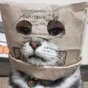 ジョージの画像