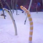 すーさんの画像