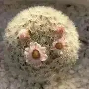 momoの画像