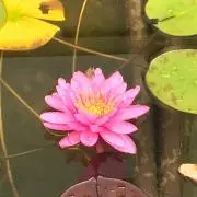 みつきぽっちゃり