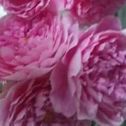 薔薇♪プロフ必読、突然削除いたしますの画像