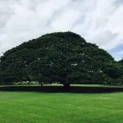 Hawaiian⭐︎の画像