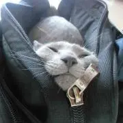 きなちょ