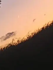 Elenaの画像