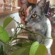 ねこの画像
