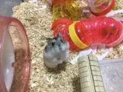 ぱーる