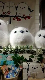 よこちの画像