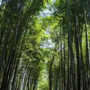 ジェシカの画像