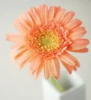 りんこの画像