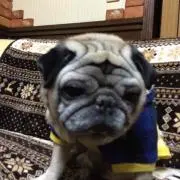 あやだいの画像
