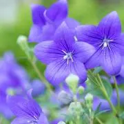 むらさき❅⋆⁺即購入◎の画像