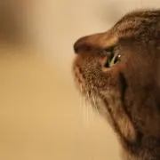 あにー
