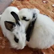 びび