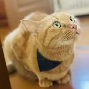 あお