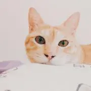 Applecatの画像