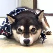 ゆたんぽの画像