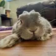 こくまろの画像