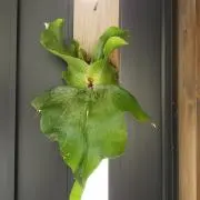 Kaamiの画像