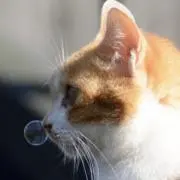 sayaの画像