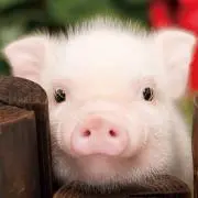 しんよし